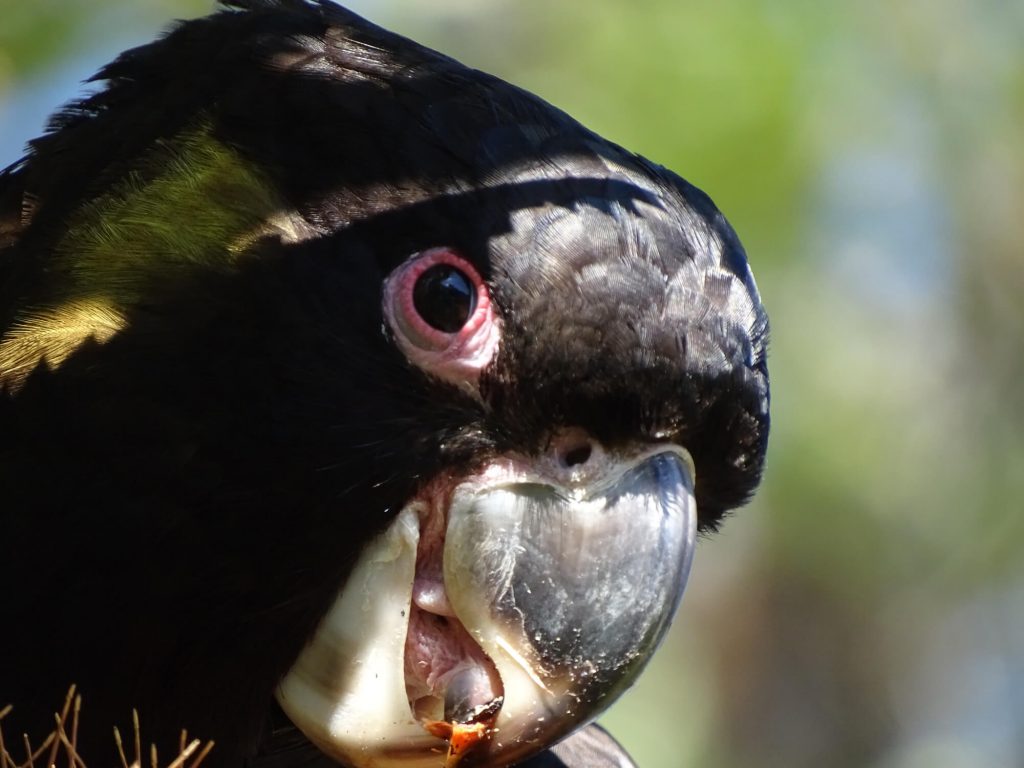 Black Cockatoo Adult