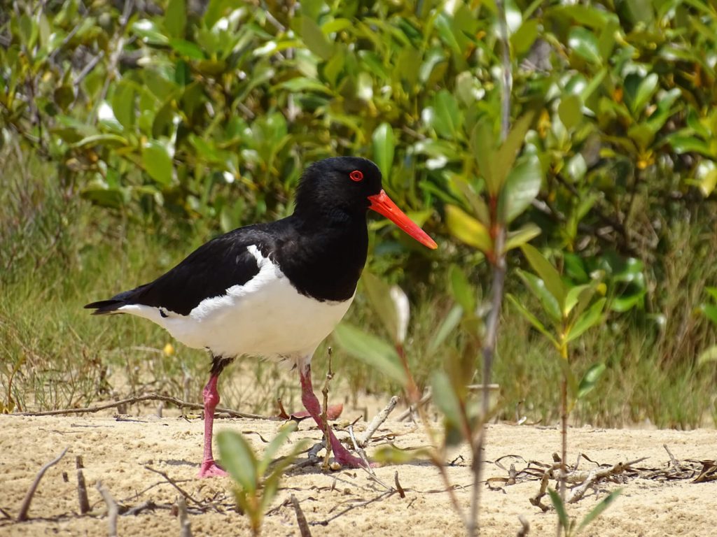 Pied Oyster Catcher