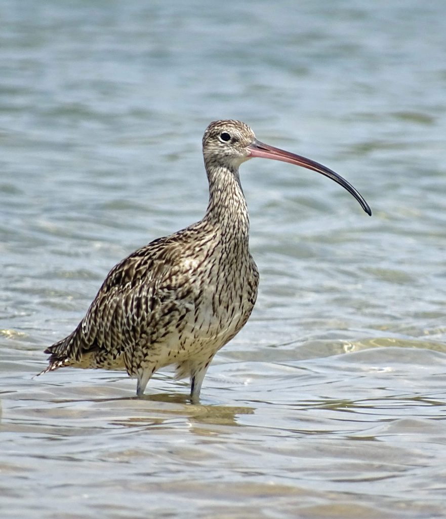 Eastern Curlew Critically Endangered I